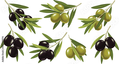 Olive branches collection with green and black olives vector illustration set, Mediterranean olive fruit and leaves botanical food design