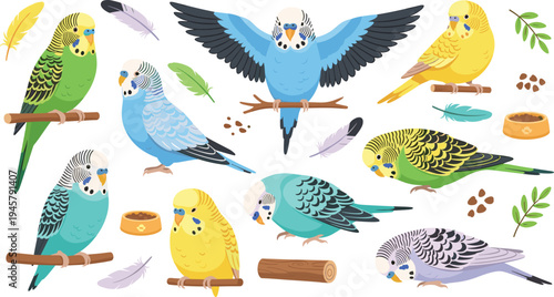 Cute Budgerigar Parrot Vector Set with Different Parakeet Birds Perching Flying and Sitting with Feathers Seeds and Pet Accessories