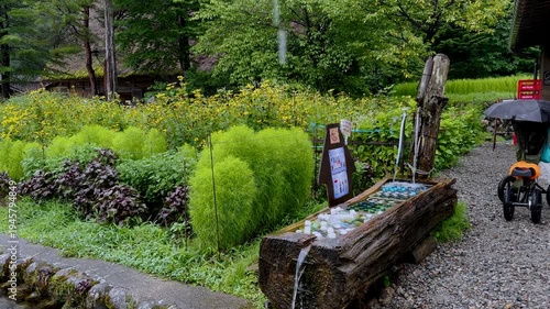 4K Video of green Kochia bushes and traditional wooden water fountain in Shirakawa-go historic village, Japan