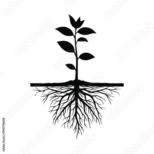 Black silhouette of a young plant with visible roots on a white background with new life with plant growth
