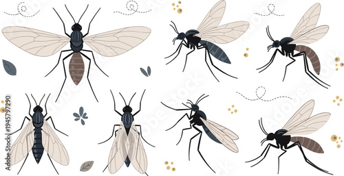 Mosquito Insect Vector Set with Different Flying Mosquitoes Showing Wings Legs and Biting Poses Pest Illustration Collection Isolated on White Background