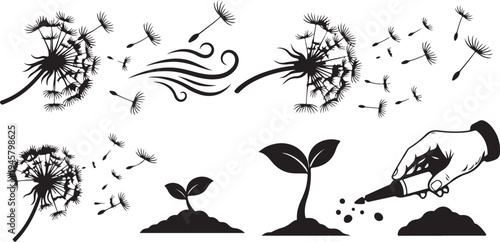 Life Cycle of a Dandelion Plant Growth Stages Illustration