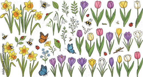 Hand drawn spring floral and insect collection featuring daffodils tulips crocuses snowdrops bees butterflies ladybugs branches isolated vector set