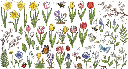 Spring floral and insect hand drawn collection with daffodils tulips crocuses snowdrops anemones muscari branches dragonflies snails ladybugs vector set