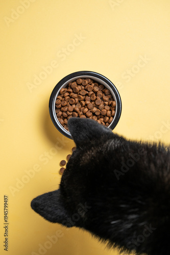 A black dog eats dry food from a bowl on a yellow isolated background.
