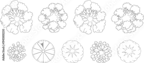 Down view line of various trees and circular botanical diagrams