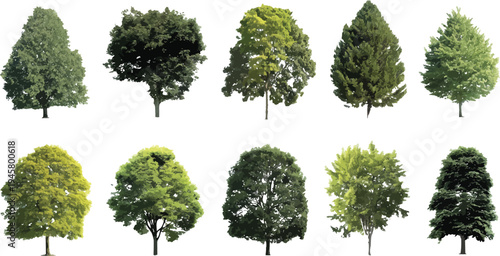 Ten diverse green trees with varied foliage shapes and shades arranged in two rows on a white background