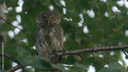 Foto A small Eurasian pygmy owl is perched on a branch, looking directly at the camer
