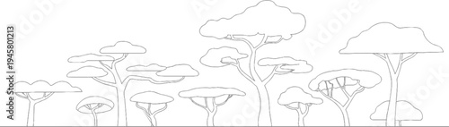 Diverse acacia trees with umbrella shaped canopies and branching trunks in a line savanna africa