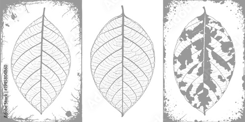 Three grey leaf skeletons with detailed veins and distressed borders showing decay progression texture