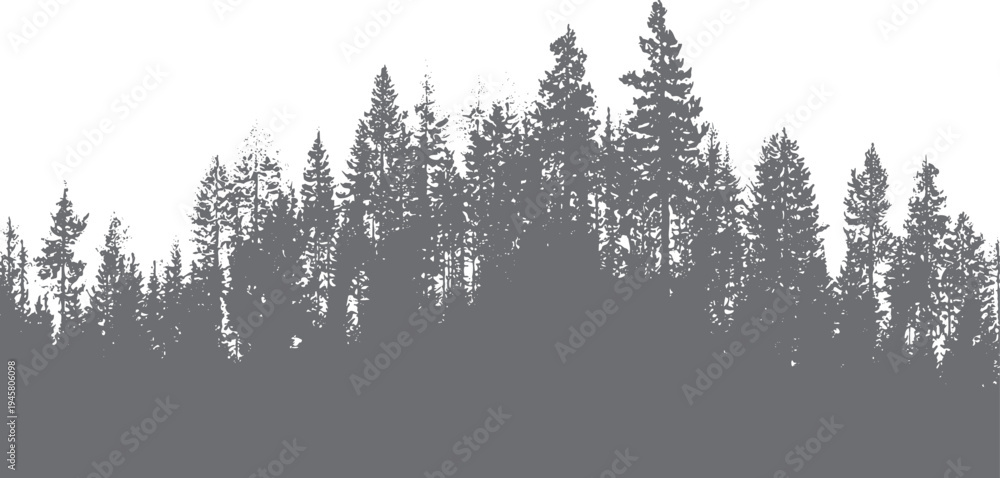 Obraz premium Dense evergreen forest silhouette with textured pine trees and branches