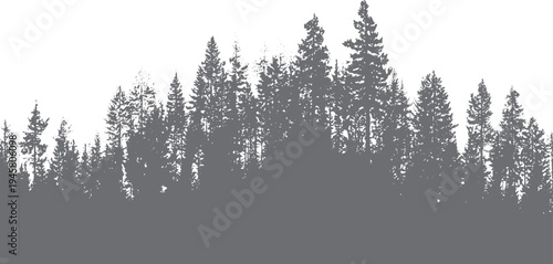 Dense evergreen forest silhouette with textured pine trees and branches