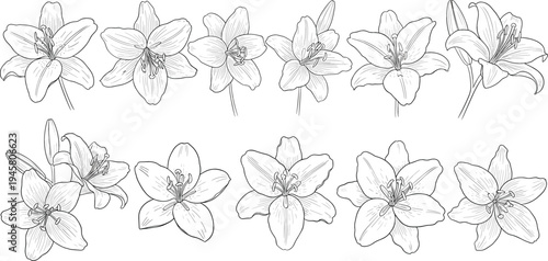 Hand Drawn Lily Flower Botanical Illustration Set Featuring Elegant Blooming Lilies in Black and White Line Art for Floral Design, Decoration, and Nature Themes