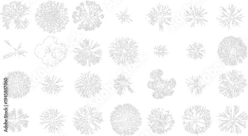 Abstract botanical outlines. radial patterns. branching structures. organic shapes