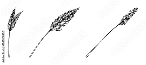 Pampas grass stalk set with a single weight line drawing featuring boho decor, clean lines, minimalist design with botanical illustration and natural elements