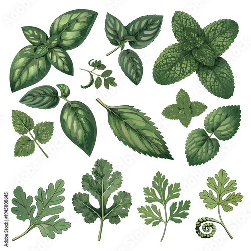 Photorealistic Assorted Herb And Mint Leaves Set Vector Illustration