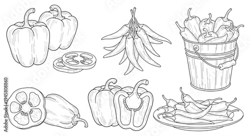Detailed black and white sketches of bell peppers and chili peppers in various arrangements on a plate and in a bucket.