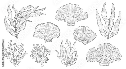 Detailed collection of black and white seaweed coral and seashell illustrations in an etching or engraving style.