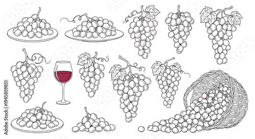 Comprehensive collection of grape illustrations including bunches on vines, plates of fruit, a glass of red wine, and a spilled basket.