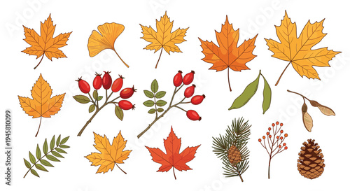Autumn nature elements collection with colorful maple, ginkgo, and rowan leaves, rosehips, pine branches, and a pine cone.