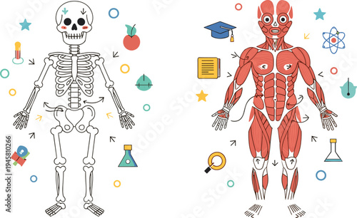 Human Skeleton and Muscular System Anatomy Educational Illustration Showing Bones Muscles Body Structure for Biology Science Learning