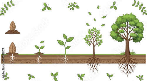 Tree growth stages from seed germination to mature plant with roots soil nature lifecycle vector illustration set