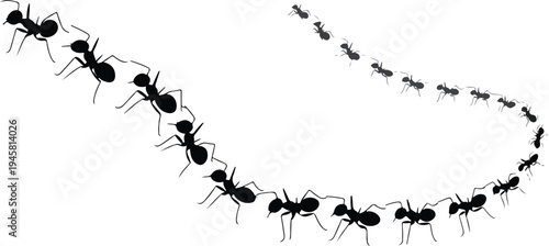 Black silhouette of a line of ants marching in a row for teamwork persistence nature and pest control concepts.