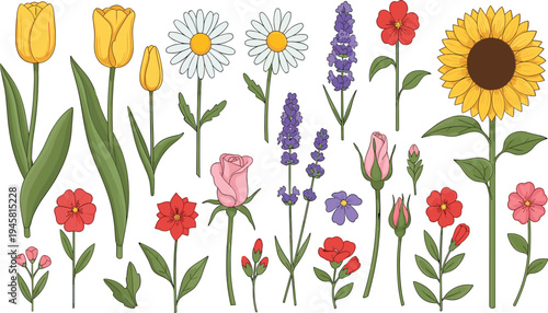 Colorful Garden Flower Vector Set with Tulip Daisy Rose Lavender Sunflower and Wildflowers Botanical Collection Illustration