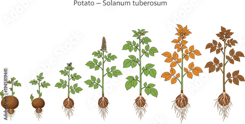 Life cycle of potato plant Solanum tuberosum showing growth stages from seed tuber sprout to flowering green foliage