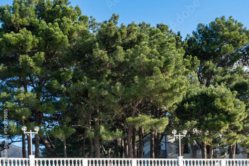 Tall, dense green Pitsunda pine (Pinus brutia pityusa)  stand behind white balustrade, with two street lamps visible among foliage under clear blue sky. Gelendzhik is located on Black Sea.