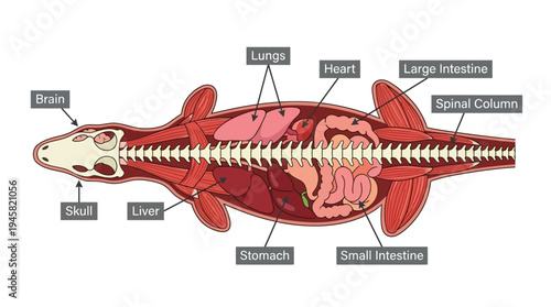 Anatomy of a Reptile Diagram showing Internal Organs and Skeletal System - Educational Biological Illustration of Animal Physiology