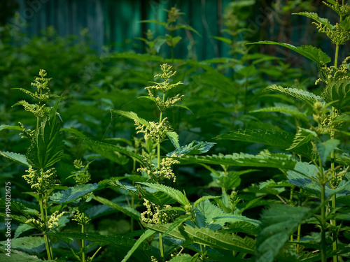 Close-up of blooming stinging nettle(Urtica dioica).