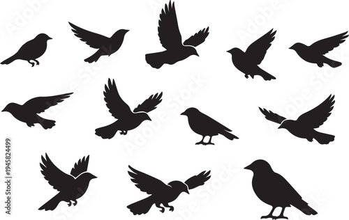 A collection of black silhouettes of birds in various flight and perched poses. Vector