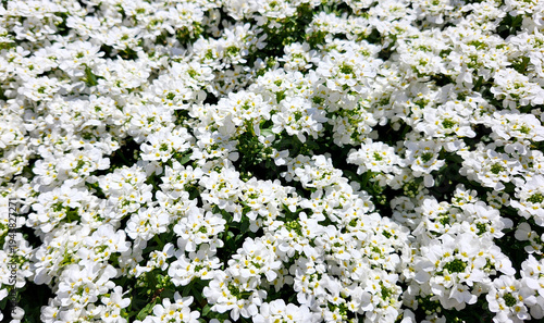 White perennial Candytuft, Iberis Sempervirens 'Snowflake'