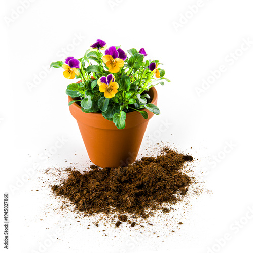 Stiefmütterchen in einem Tonblumentopf isoliert