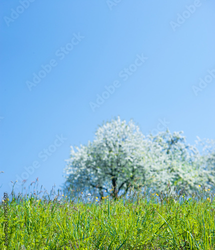 Blühende Obstbäume in einer gelben Frühlingswiese