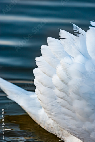 Weißer schwan in einem blauen See