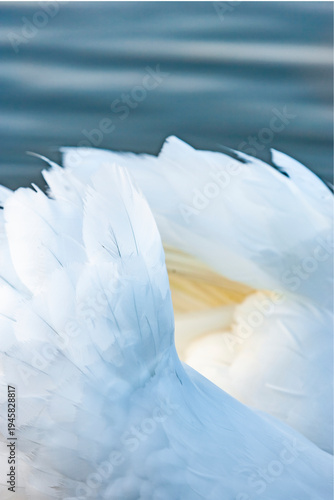 Weißer schwan in einem blauen See nahaufnahme
