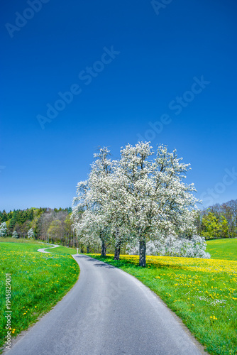 Landstraße in einer landschaft mit blühenden Obstbäumen