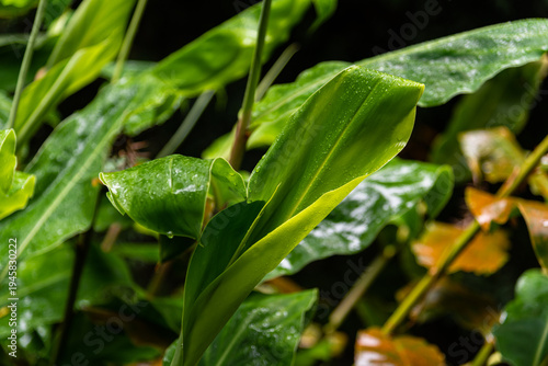 Wallpaper Mural Lush Green Foliage in Sao Miguel Torontodigital.ca