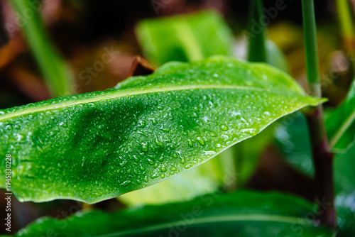 Wallpaper Mural Rain-Kissed Leaf in Sao Miguel Torontodigital.ca