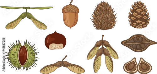 Set of various tree seeds and nuts icons featuring acorns pine cones chestnuts and maple samaras in colorful cartoon style for autumn nature design.