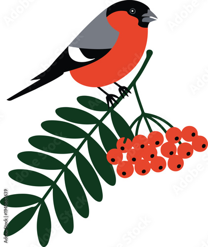 Bullfinch bird vector perched on rowan berry branch with green leaves isolated on white for winter nature