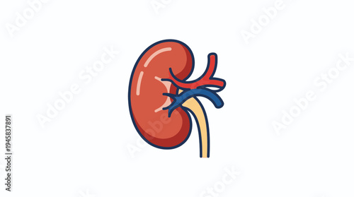 vector of human kidney anatomy