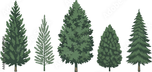 Evergreen tree vector set with pine spruce and fir species for forest landscapes mountain scenery and holiday