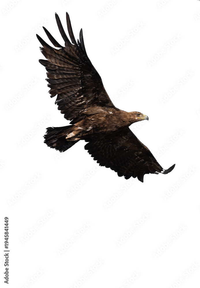 Fototapeta premium Steppe Eagle (Aquila nipalensis) female isolated on white background