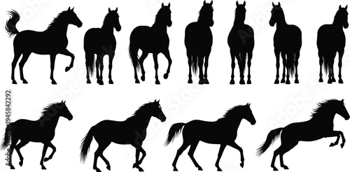 Mega collection of black horse silhouettes in various poses including galloping trotting and standing isolated on white background for design,