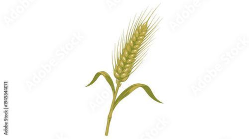 wheat ears isolated on white