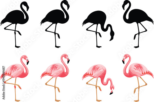 Flamingo silhouettes and pink flat illustrations, tropical birds in various poses standing on one leg and feeding, vector icons