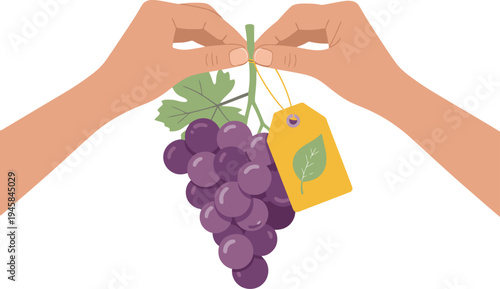 Hands hold a bunch of organic grapes with an ?Eco? tag. A clean, modern illustration showcasing sustainable produce. Perfect for food, agriculture, and eco-friendly branding.